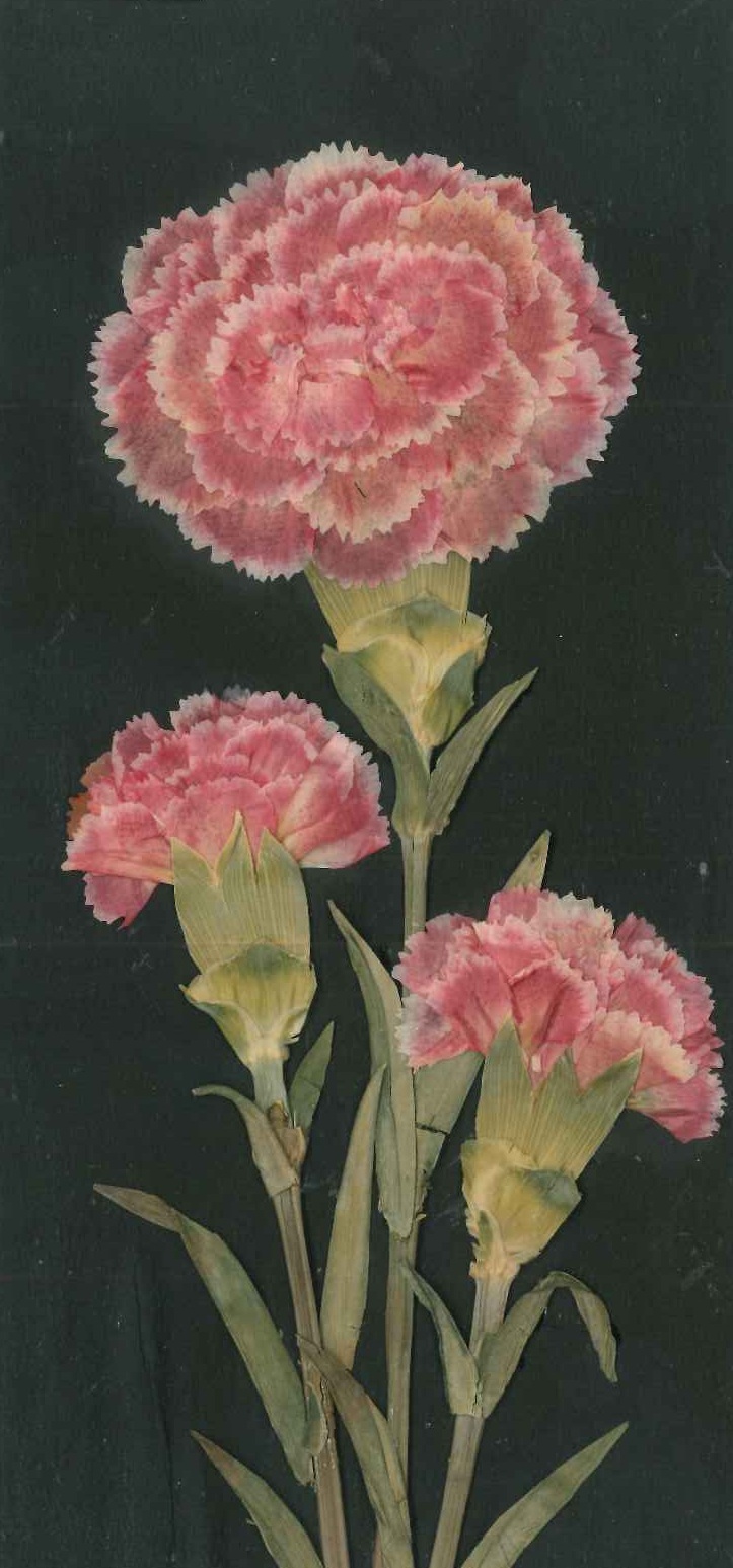 レミコの押し花 カーネーション押し花アート