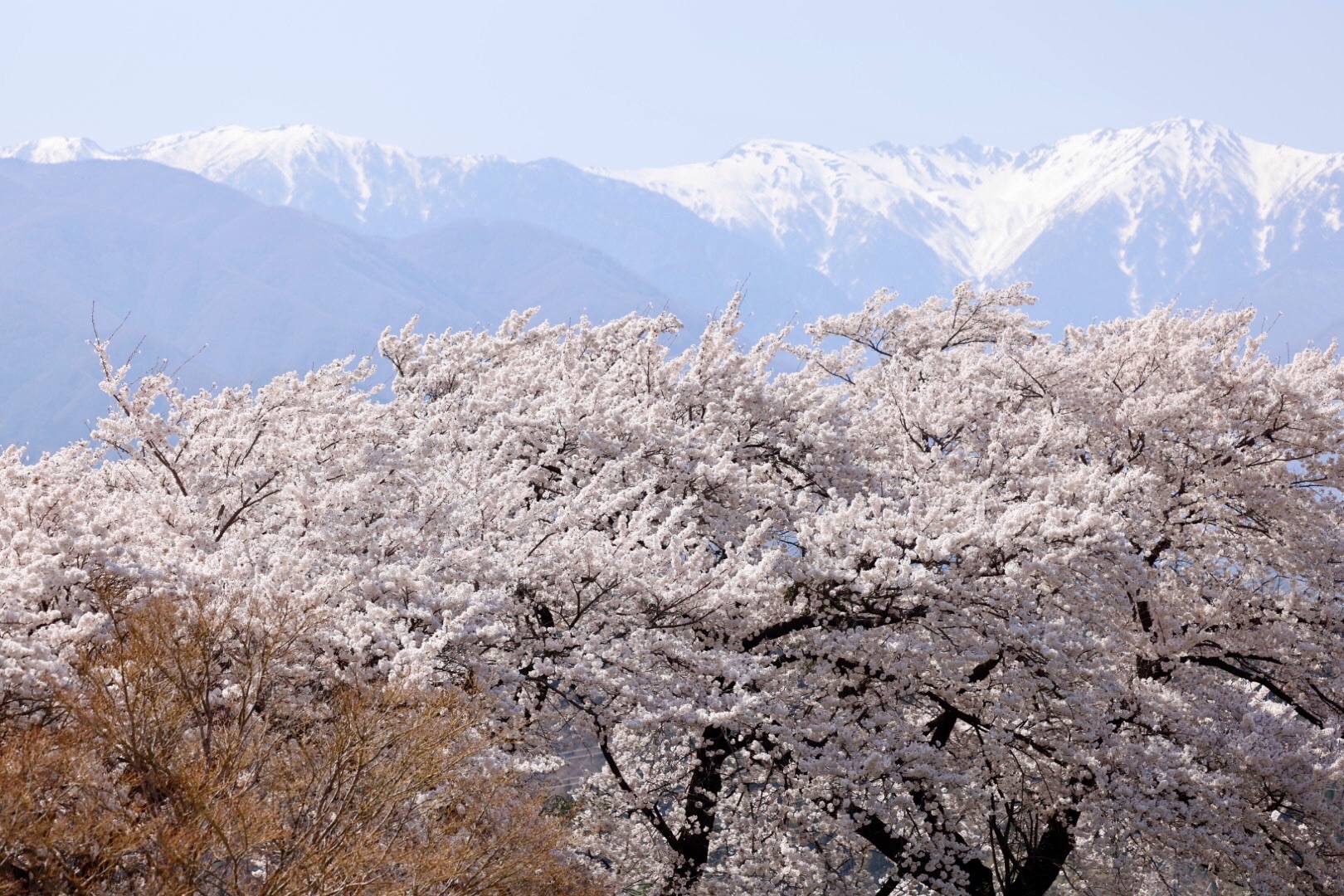 4/4 桜とあじさいの撮り方講座