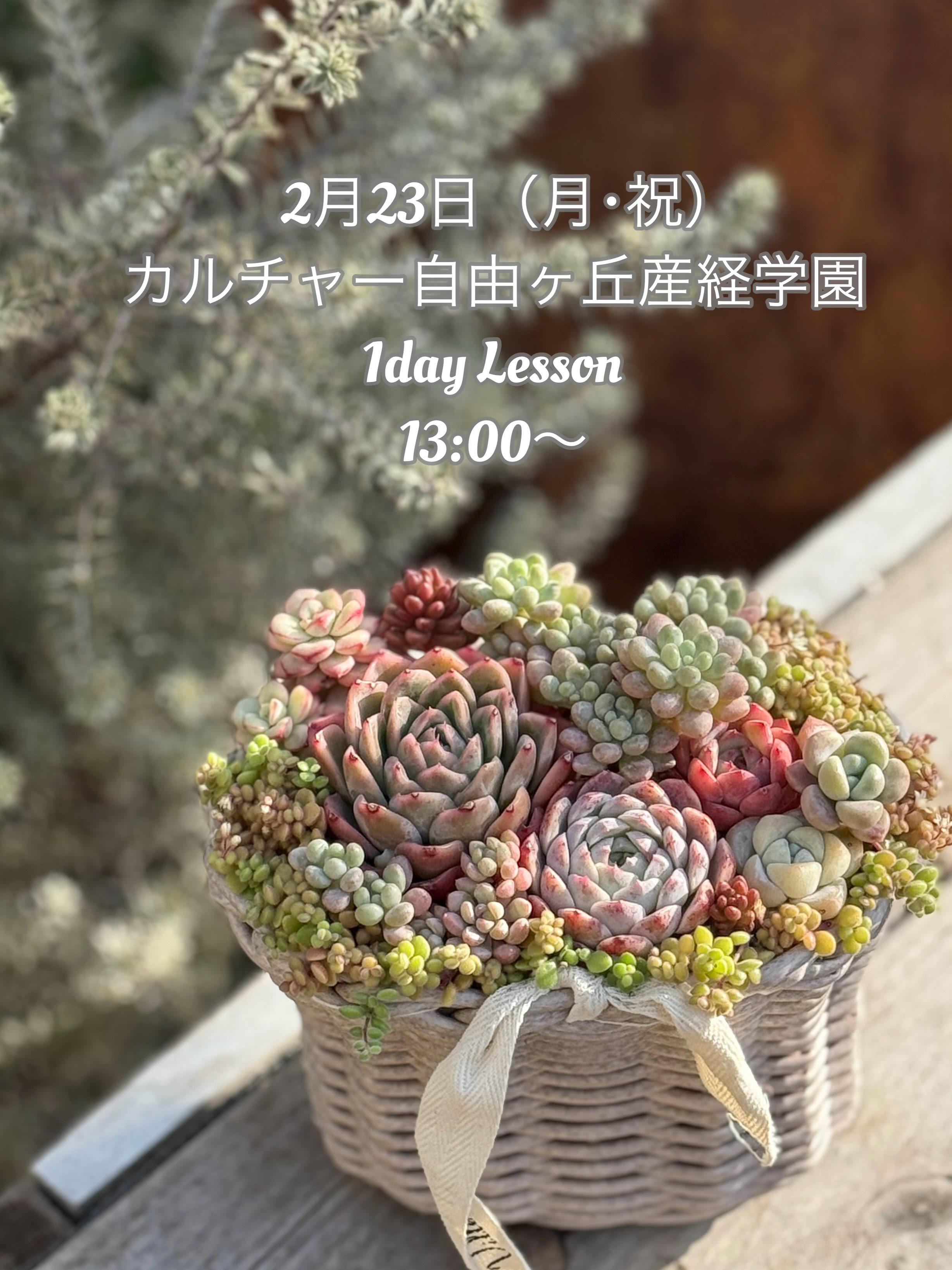おしゃれスタイリング 多肉植物の寄せ植え 2/23