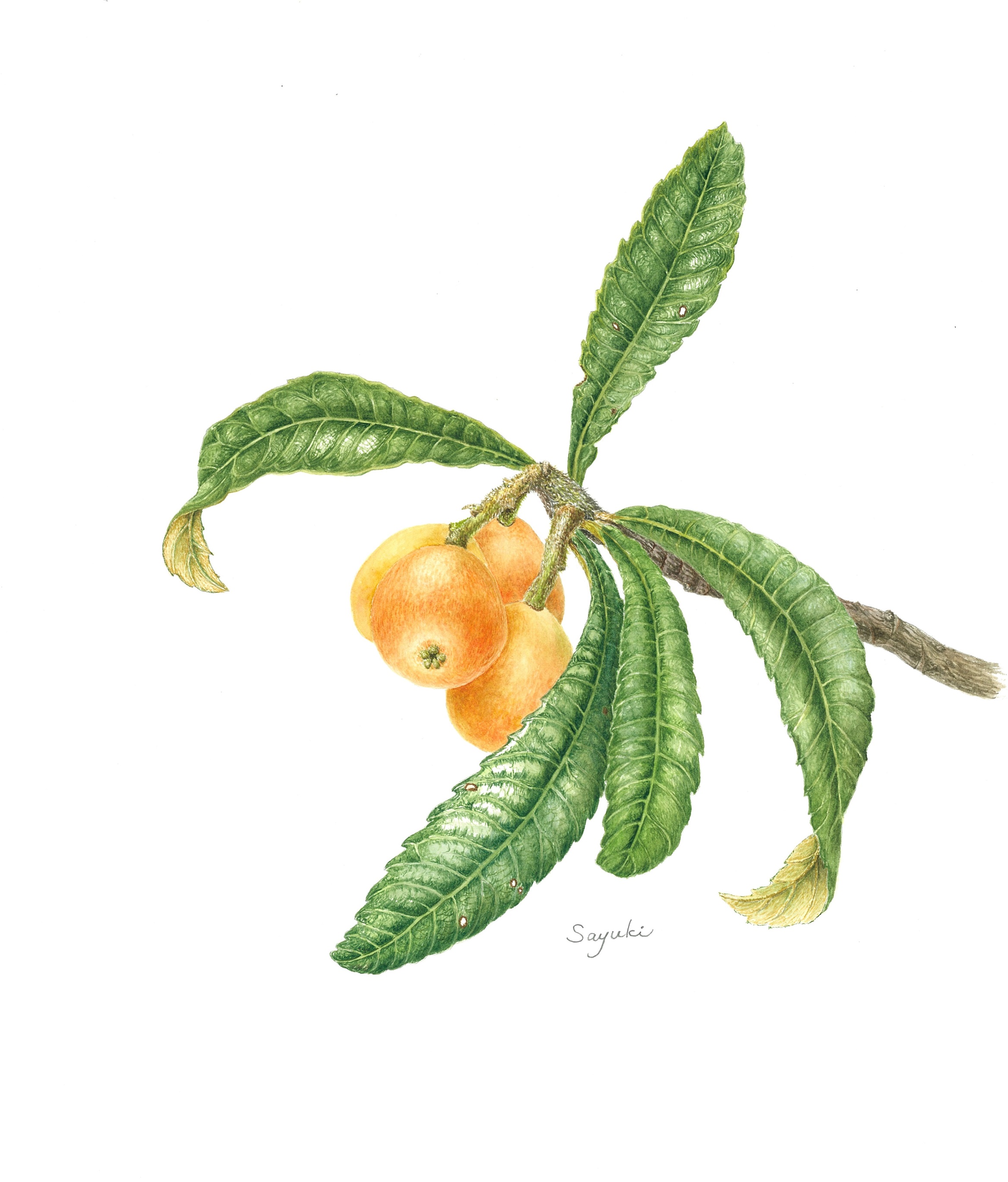 ボタニカル・アート