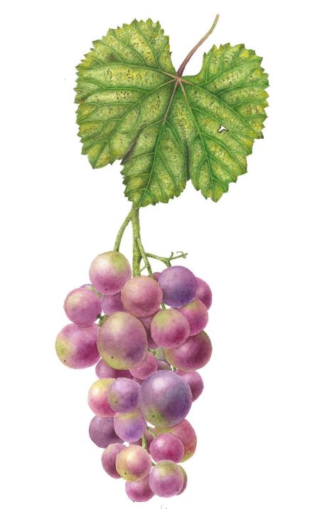 ボタニカル・アート