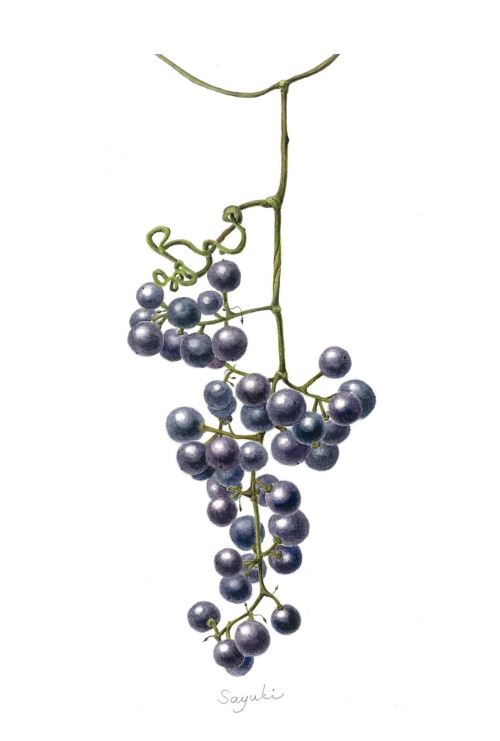 ボタニカル・アート