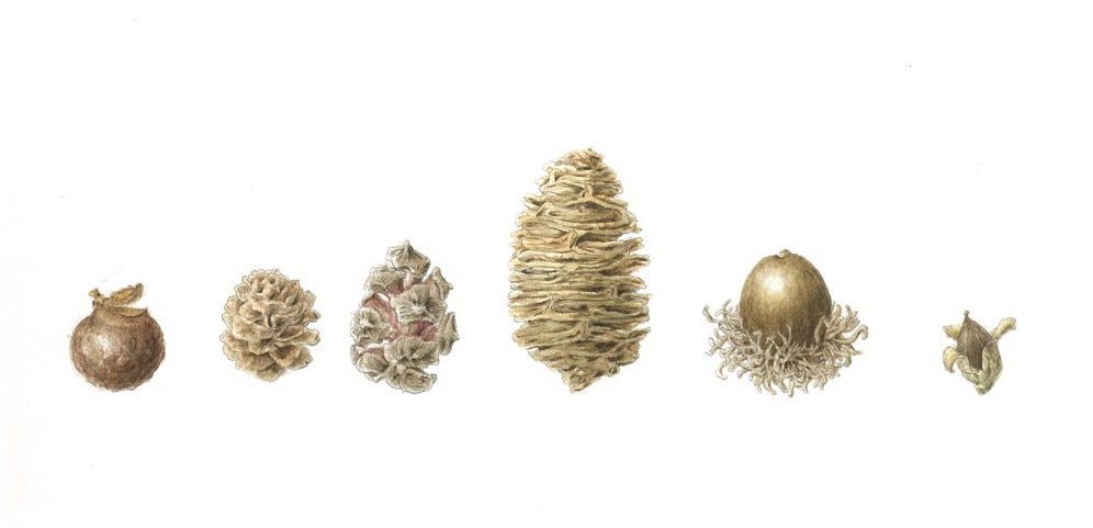 四季折々の植物の姿を楽しむ ボタニカルアート