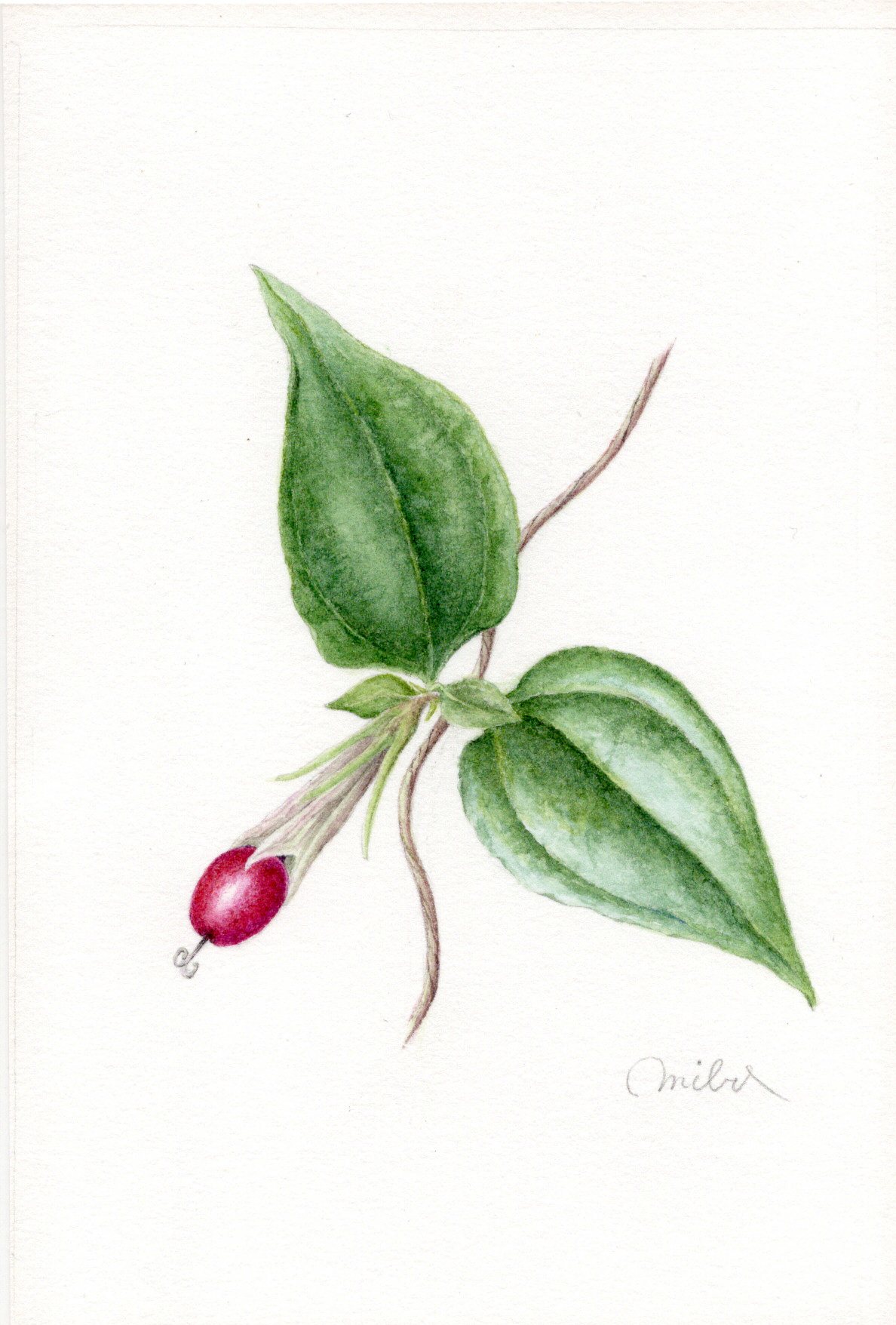 四季折々の植物の姿を楽しむ ボタニカルアート