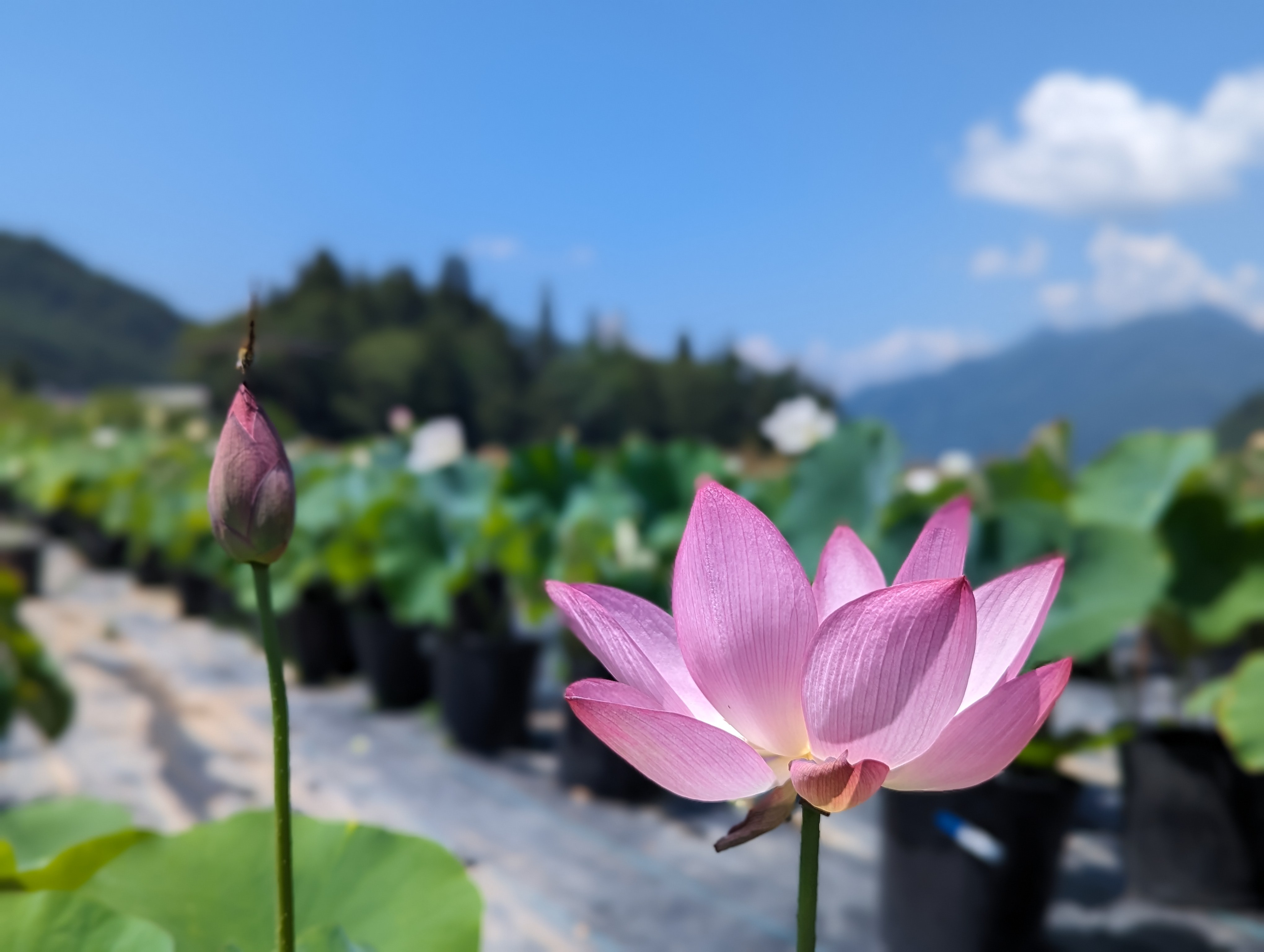 ご自宅で花ハス育てよう! 蓮の花を鉢で育てよう
