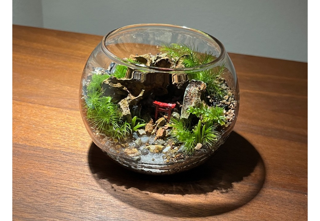 1DAYレッスン 作り・愛でる苔テラリウム 4/5(日)「ポップジャー」 5/10(日)「ボウル型」