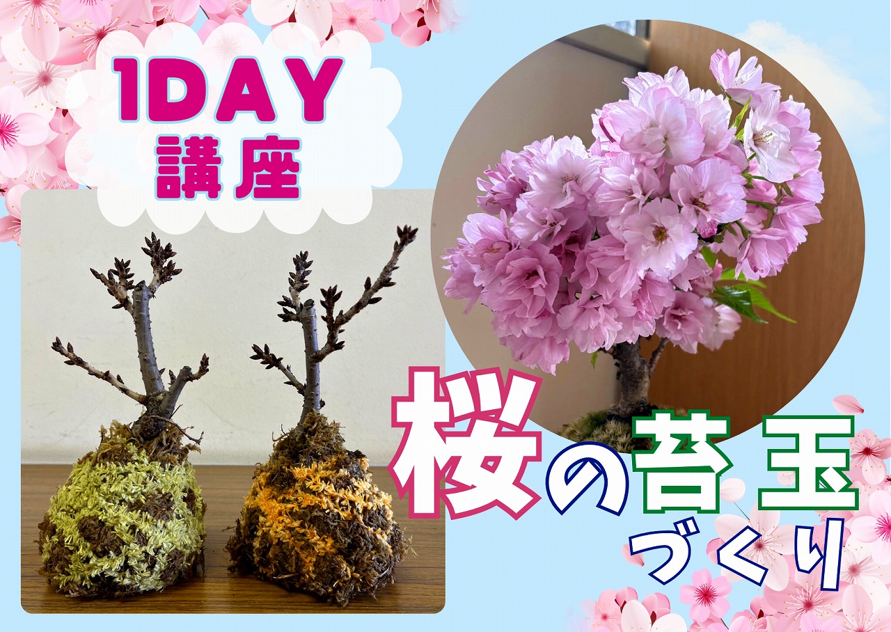 春の門出のお祝いに 桜の苔玉づくり