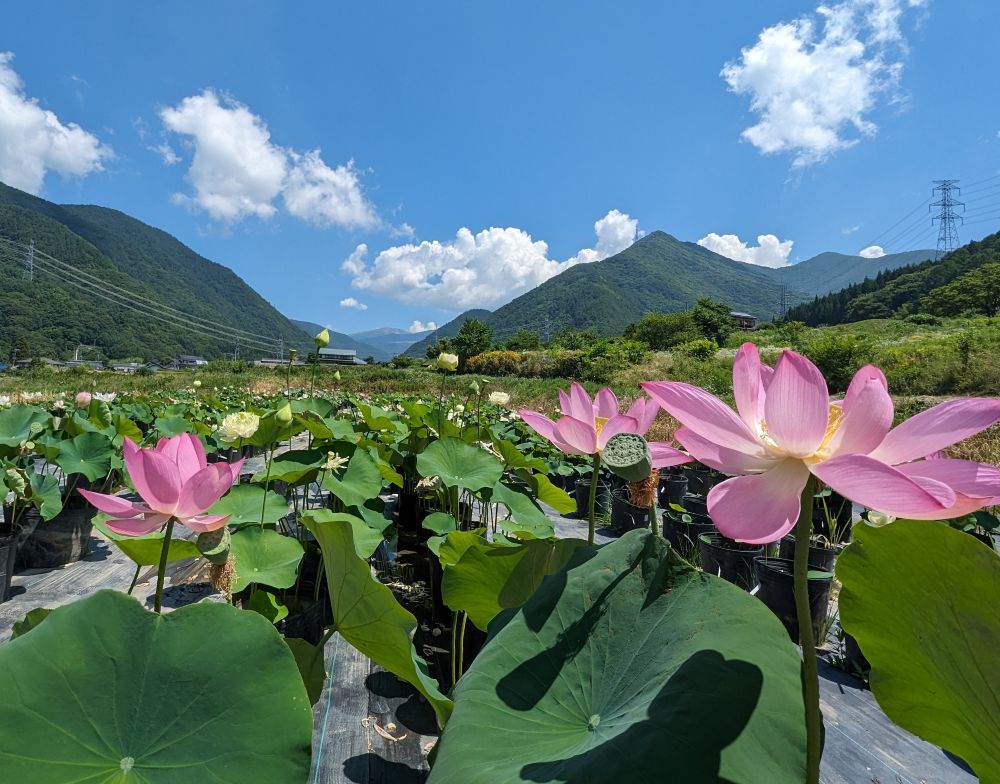 ご自宅で花ハス育てよう! 蓮の花を鉢で育てよう