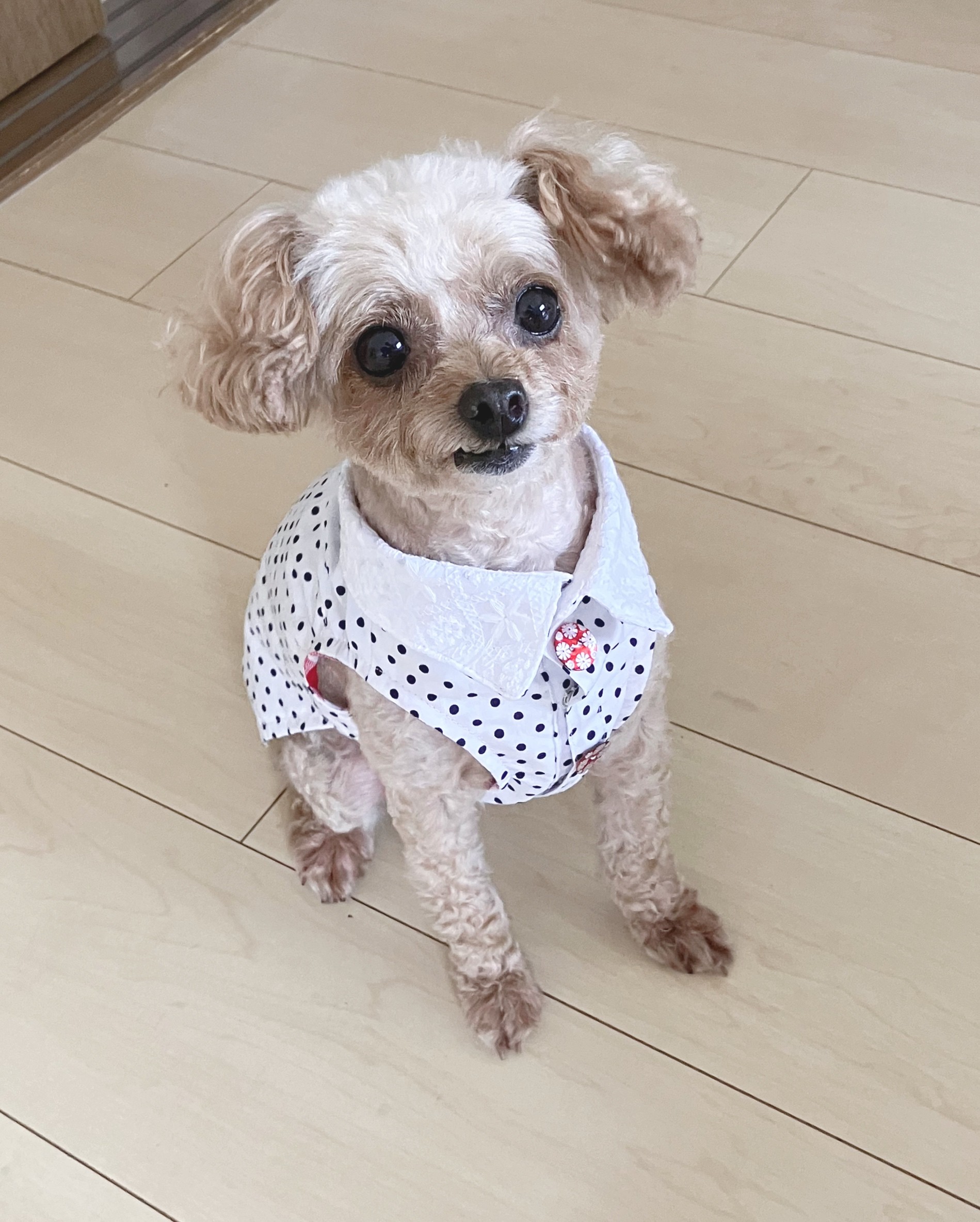 愛犬にフィットする! ★犬服ハンドメイド ■新講座体験会 4/3・4/17(金)