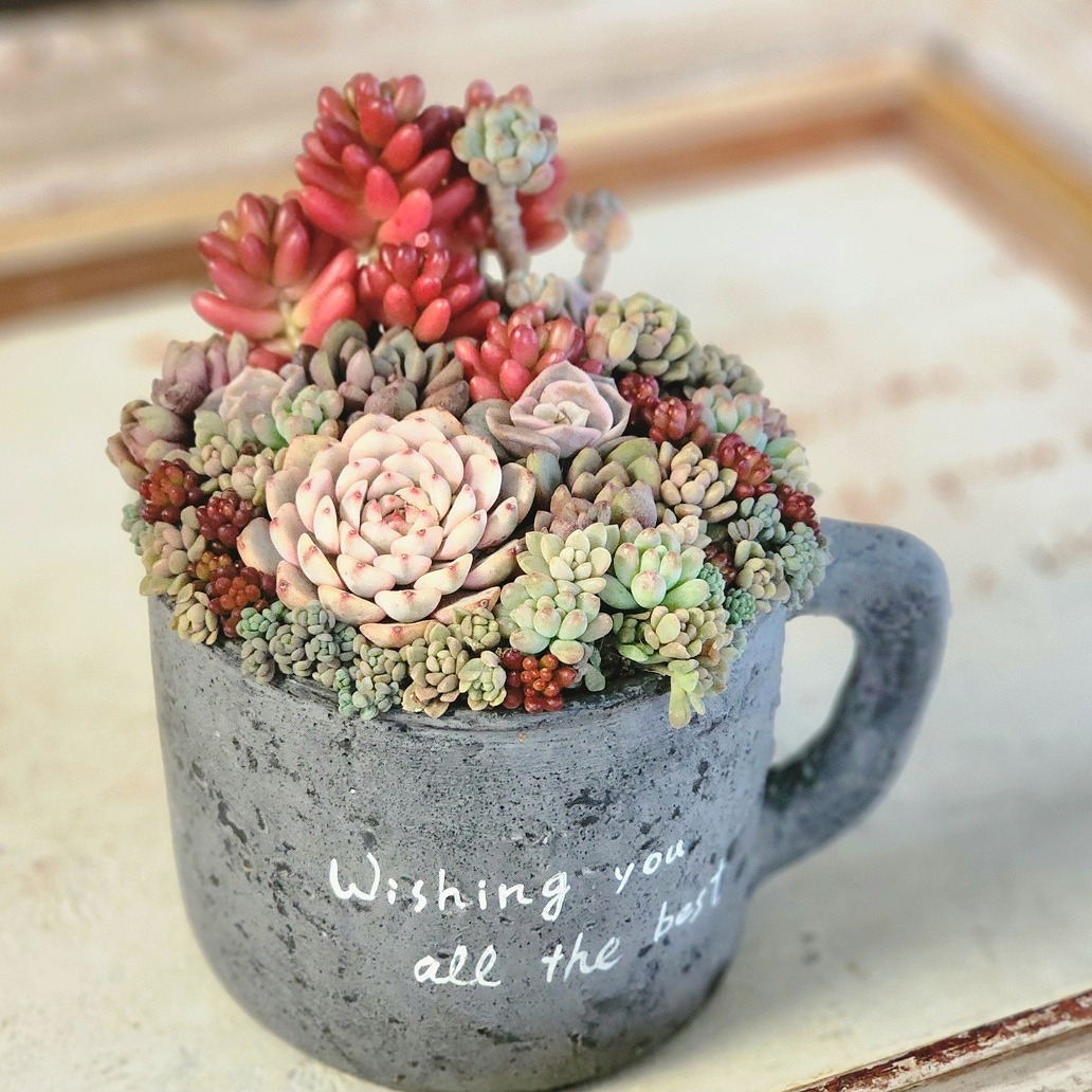 育て方も学べる 多肉植物の寄せ植え