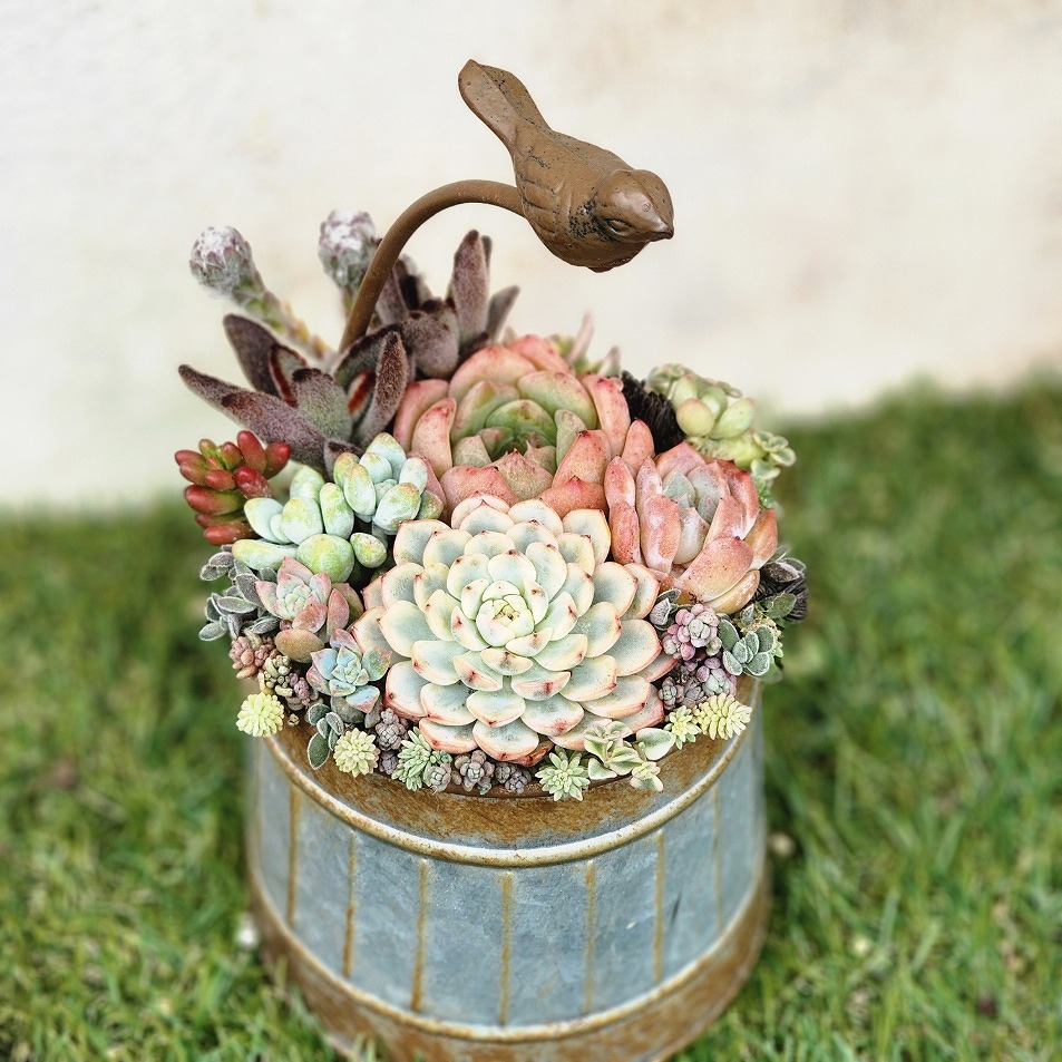 育て方も学べる 多肉植物の寄せ植え