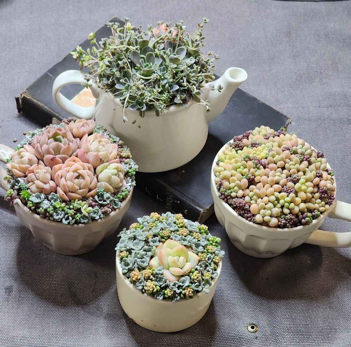 育て方も学べる 多肉植物の寄せ植え