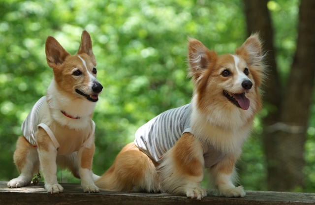 全3回 獣医師から学ぶ 犬と楽しく暮らすための基礎講座 春の新講座 4/1(水)スタート