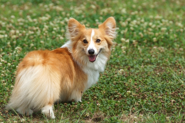 全3回 獣医師から学ぶ 犬と楽しく暮らすための基礎講座 春の新講座 4/1(水)スタート