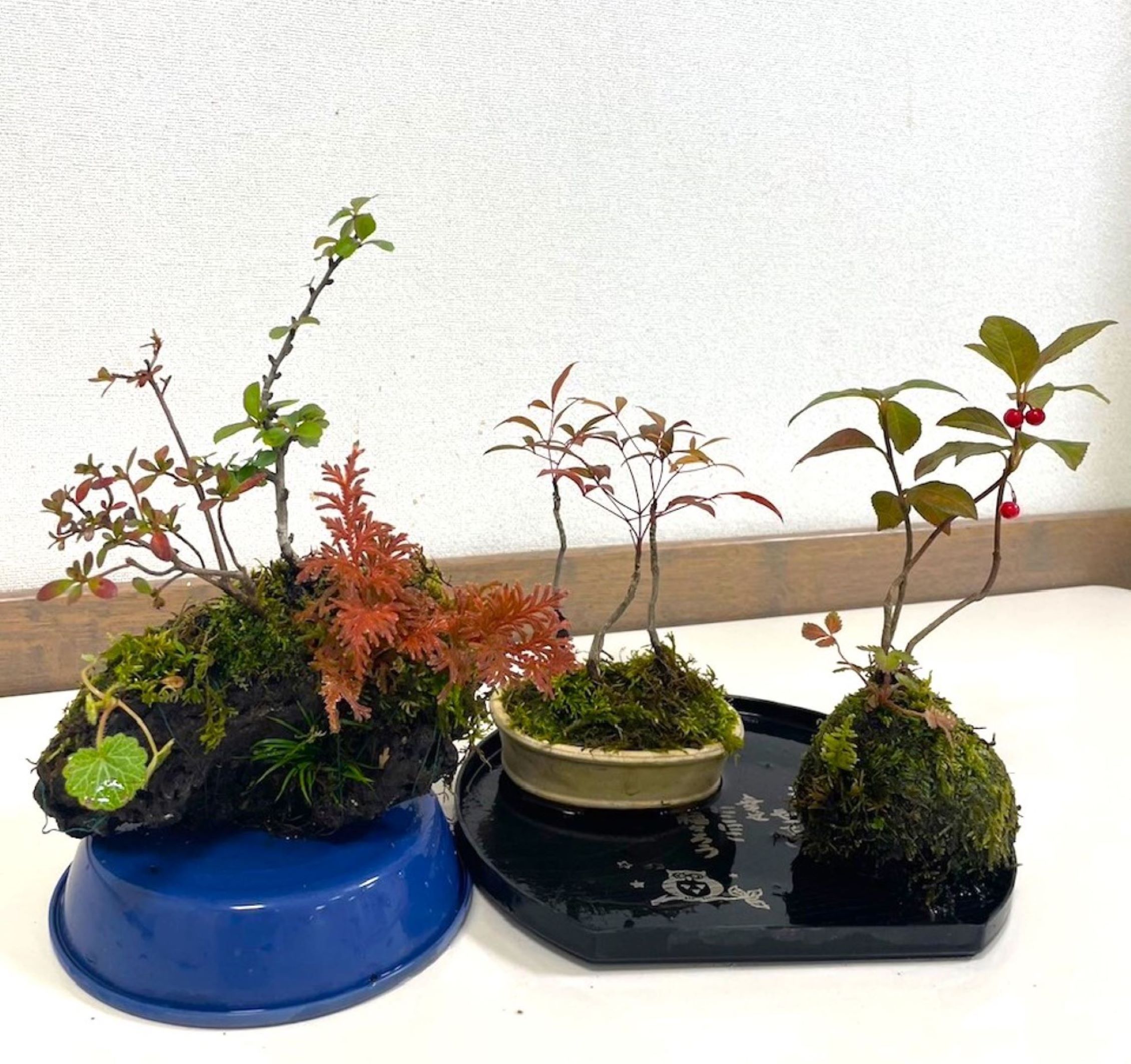 <全3回>盆栽作家による 癒しの苔盆栽 春の新講座 全3回日程3/18・4/15・5/20(水)