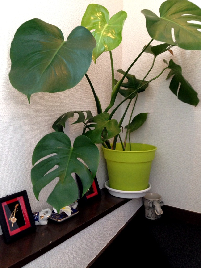 タイ伝統の医学健康体操(全5回) ルーシーダットン 春の新講座 4/1(水)特別体験会