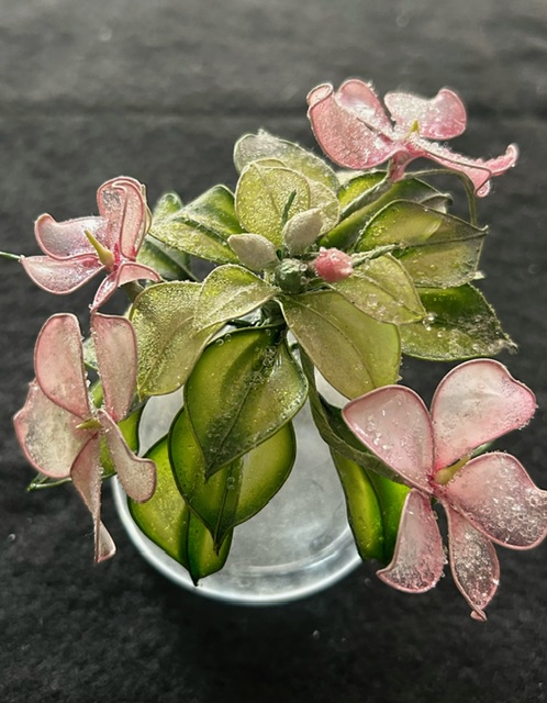 ガラスの様な輝き アメリカンフラワー