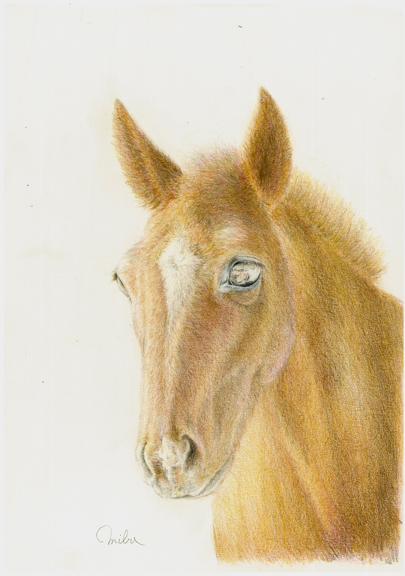 はじめての色鉛筆画