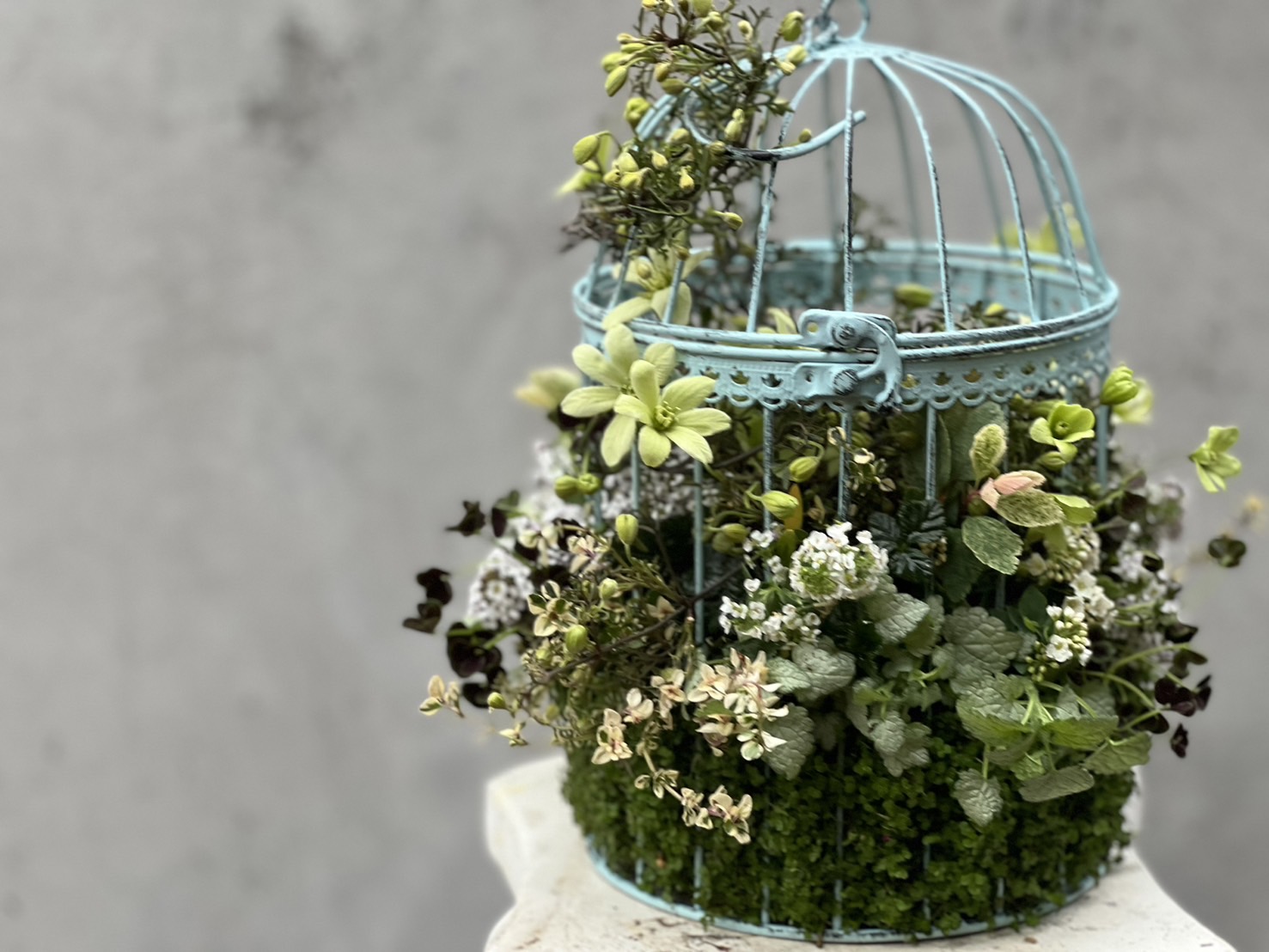<全4回> ギャザリング® 花束みたいな寄せ植え 春の新講座