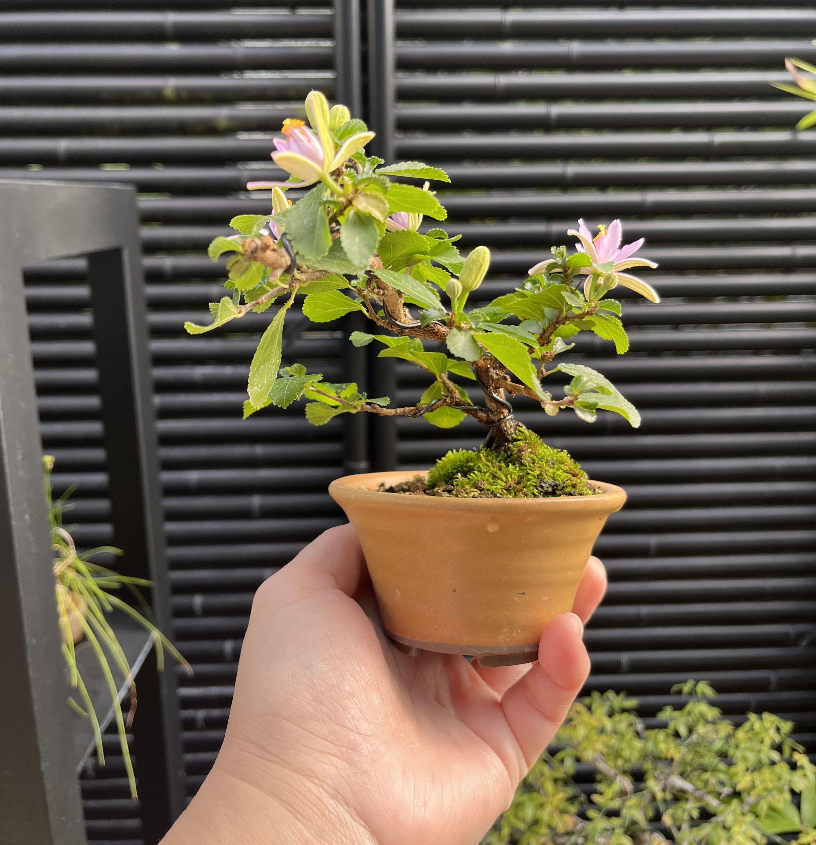 作って楽しい 育って嬉しい (全3回)ミニ盆栽教室