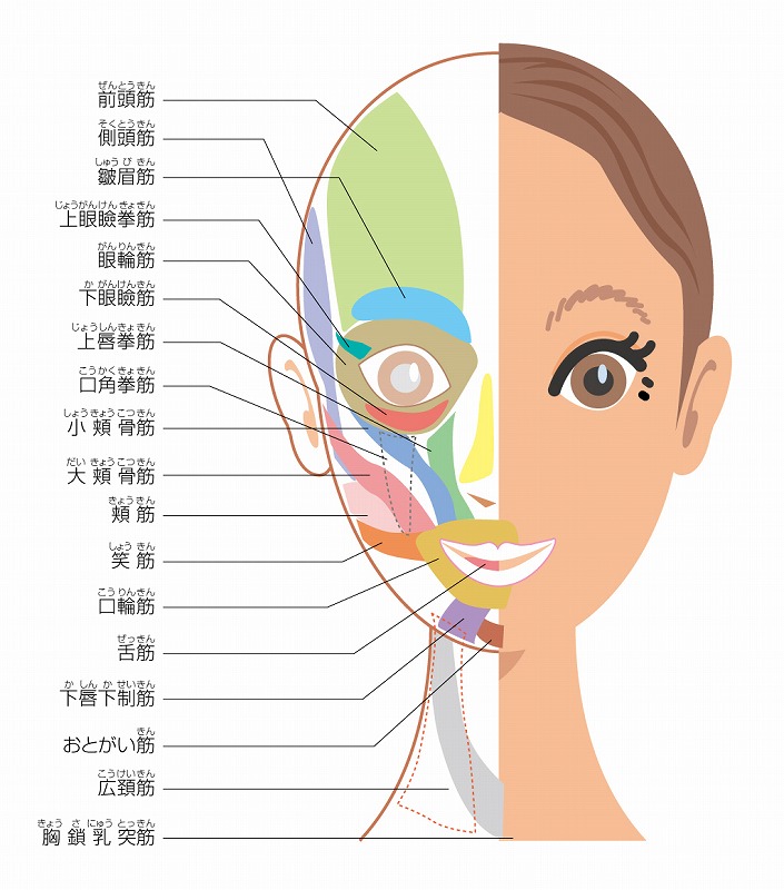 全6回 何歳からでも顔は変えられる! 顔ヨガ