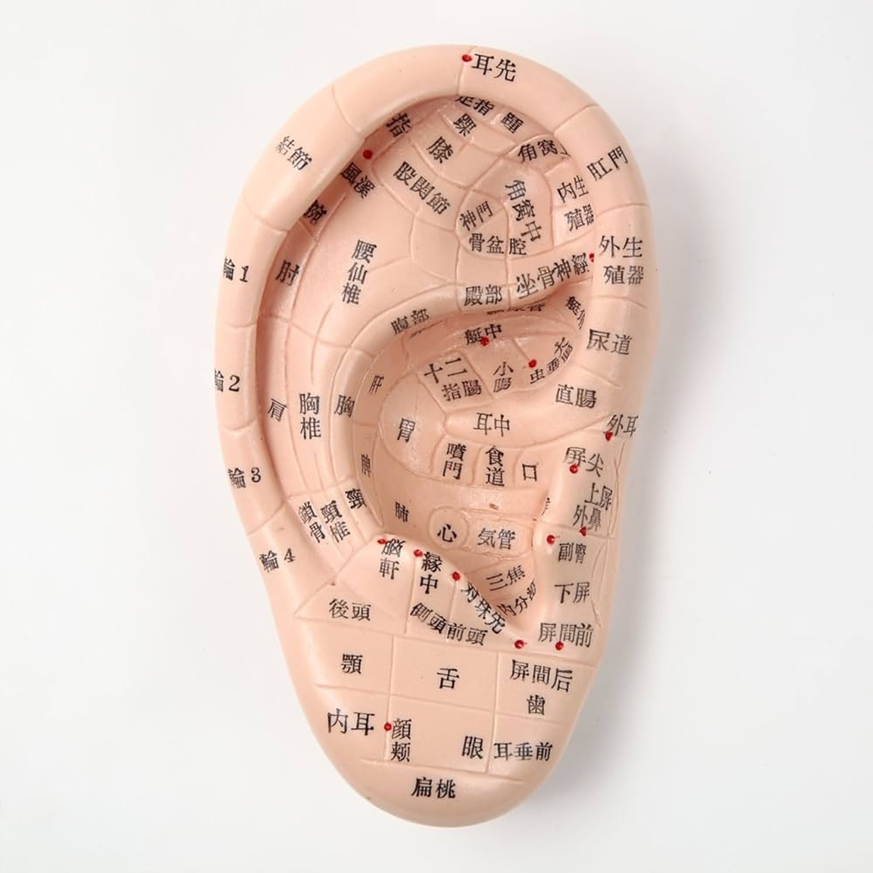 1DAY講座 健康耳つぼジュエリー 身体の不調を整える