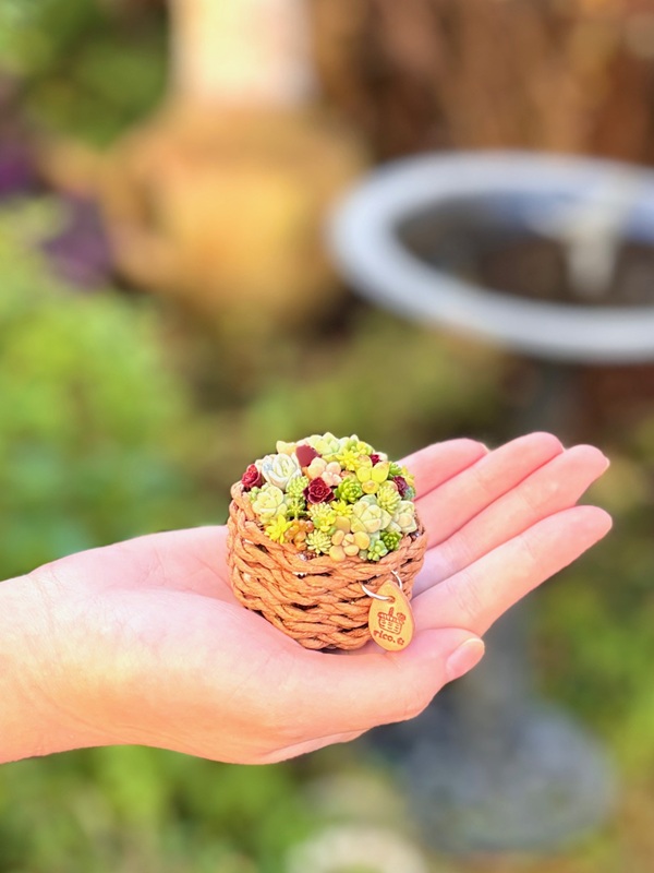 セダムを使って 多肉植物のちま寄せ 春の新講座 1Day