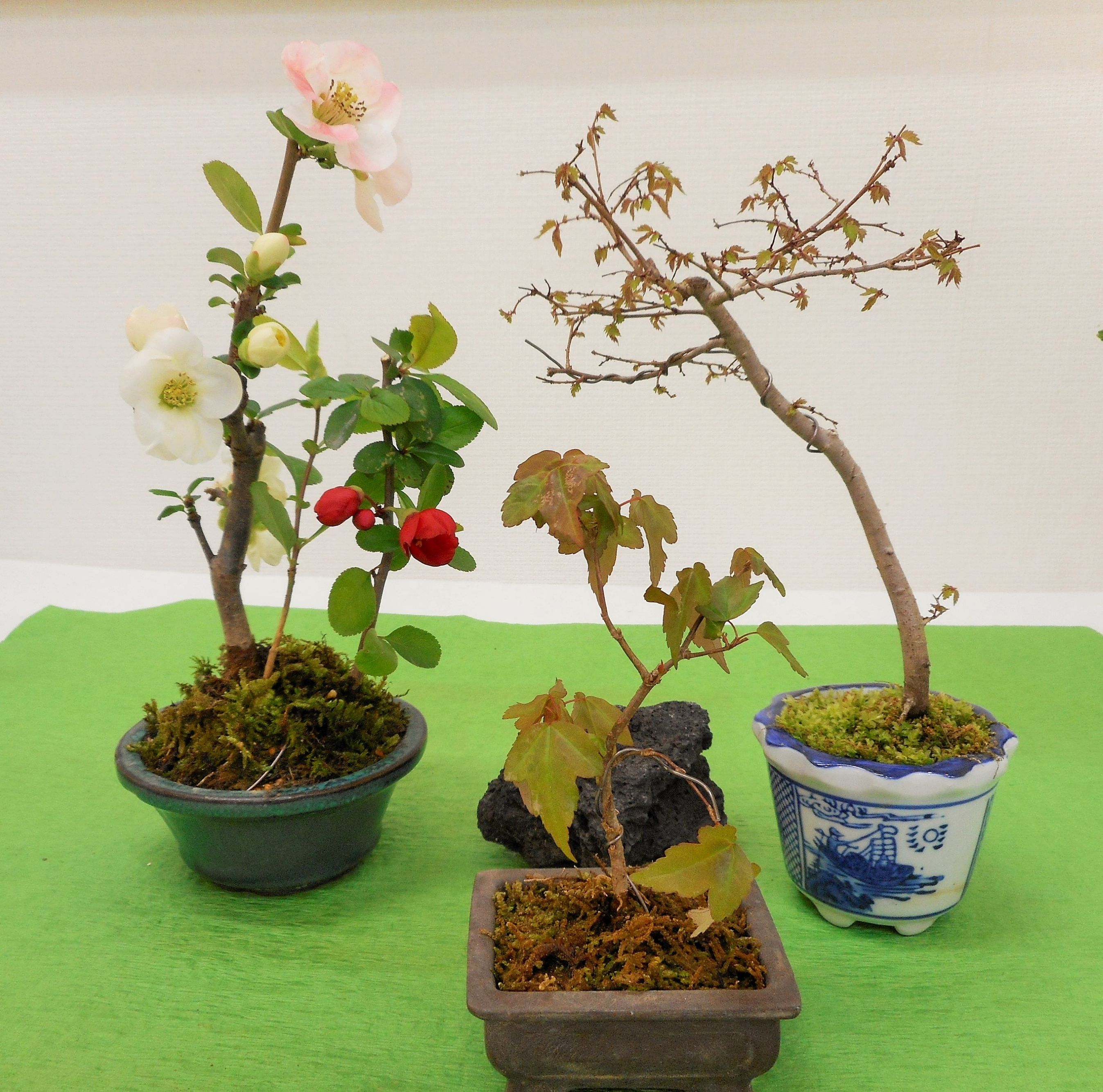 小品盆栽と苔盆栽