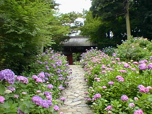 4/4 桜とあじさいの撮り方講座