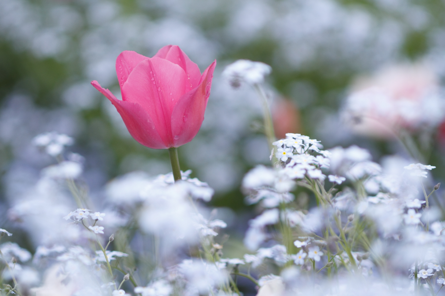 4/4 桜とあじさいの撮り方講座
