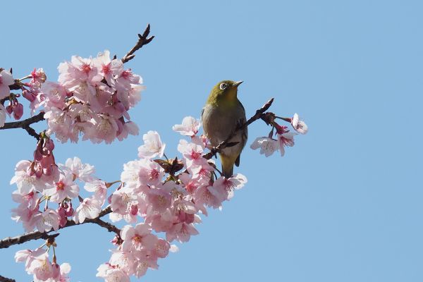花や風景をより美しく はじめてのカメラ 春の新講座 4/24(金)特別体験会開催