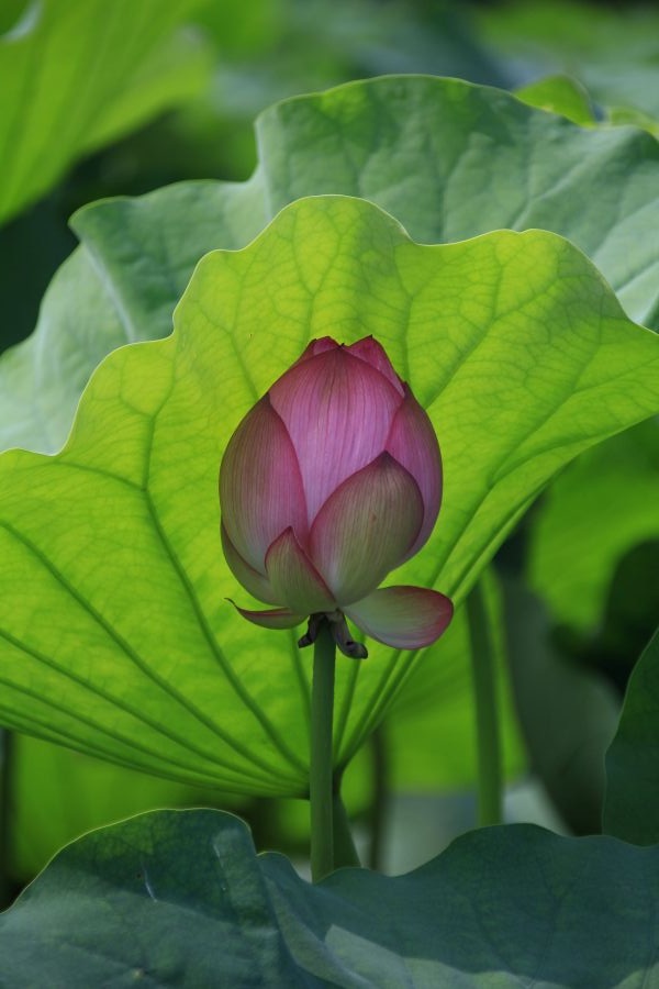 花や風景をより美しく はじめてのカメラ 春の新講座 4/24(金)特別体験会開催