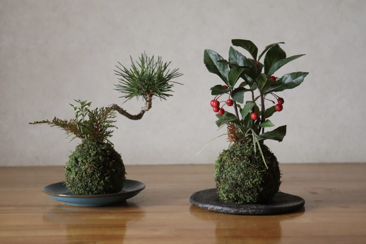 1day 苔玉づくり 5/13(水)