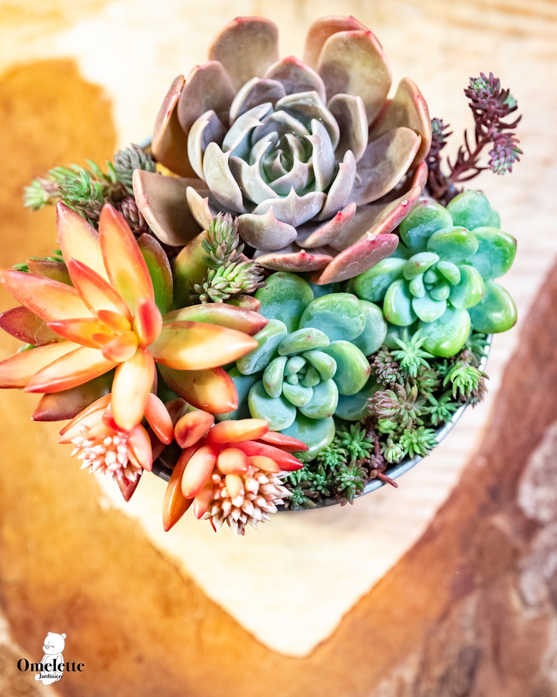 《全6回》 多肉植物の寄せ植え 4/28(火)スタート!