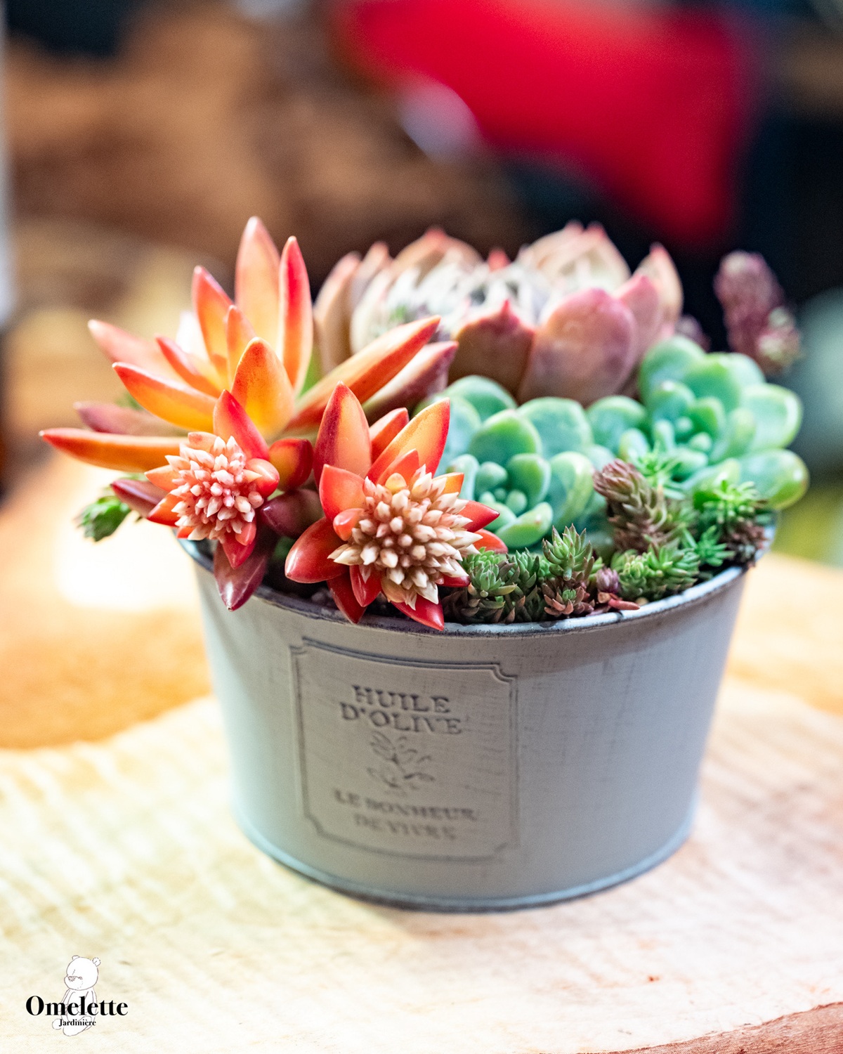 《全6回》 多肉植物の寄せ植え 4/28(火)スタート!