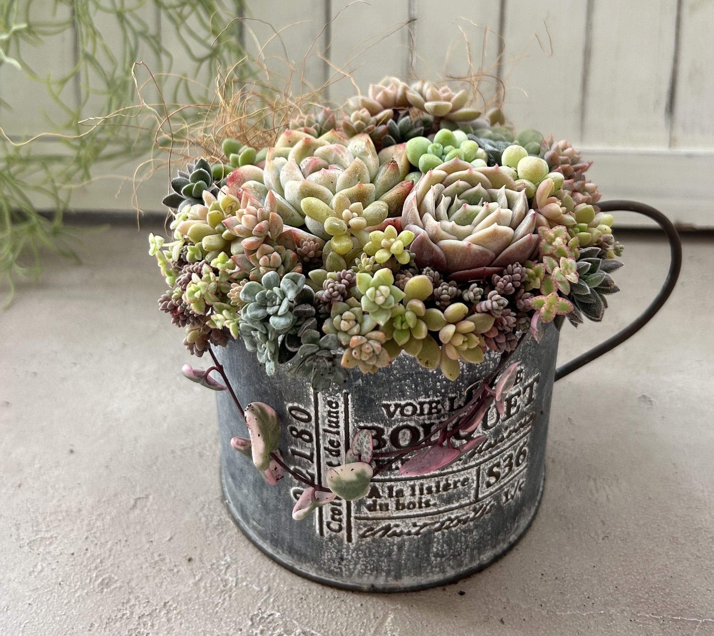 春から初夏のカラーでスタイリング (全3回)可愛く寄せる多肉植物