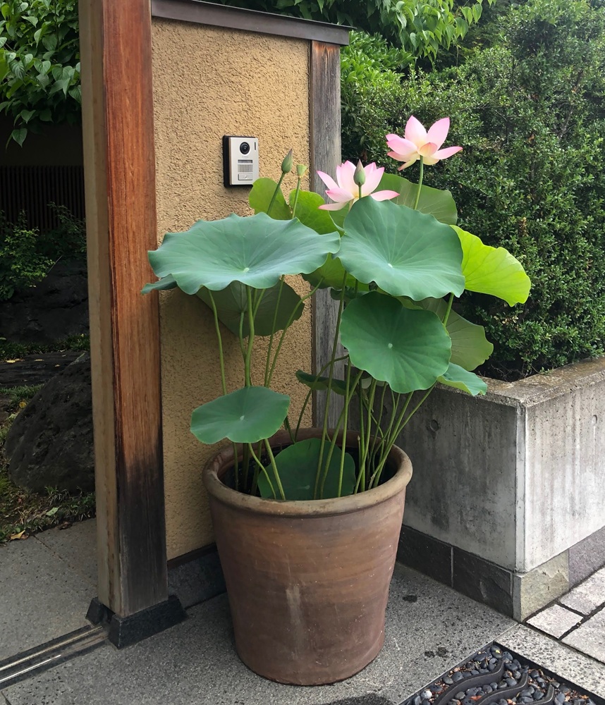 蓮の花を鉢で育てよう ～1DAY スペシャル講座～ 4/26(日)