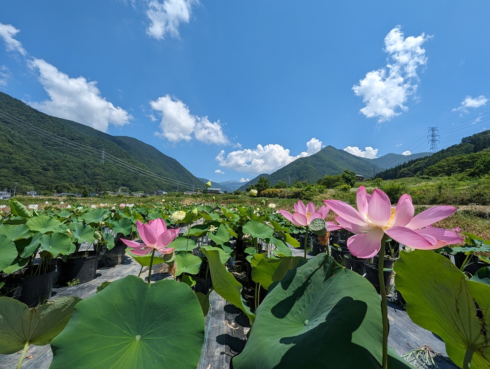 蓮の花を鉢で育てよう ～1DAY スペシャル講座～ 4/26(日)