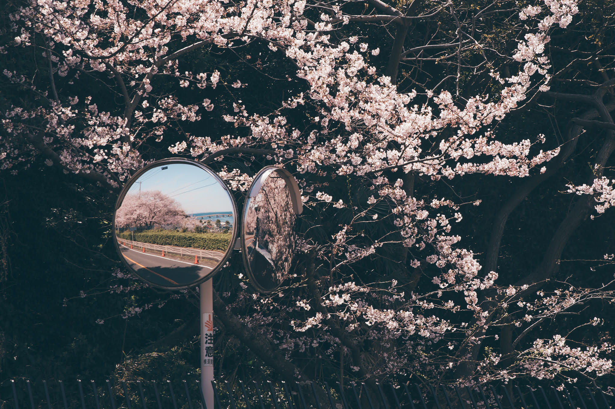 女性限定 お散歩写真教室 【春の新講座 4/2(木)一日体験会】