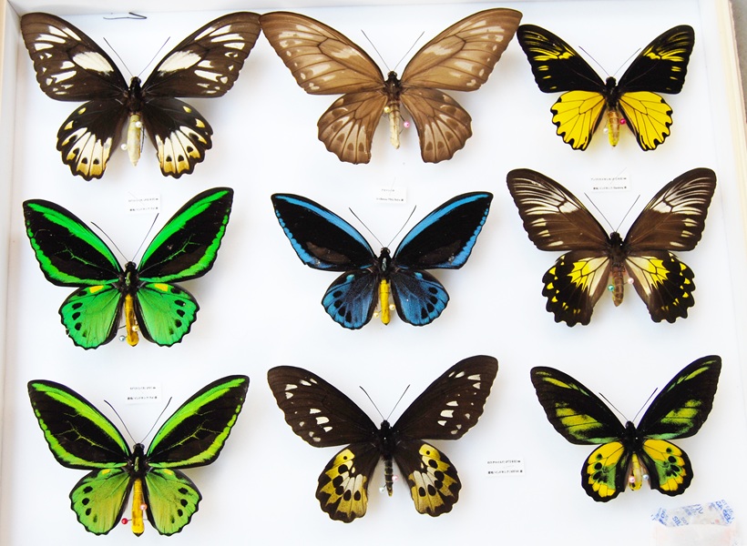 子どもも大人も夢中になる 昆虫標本も作れる昆虫教室(幼小学) 春の新講座 説明会4月11日