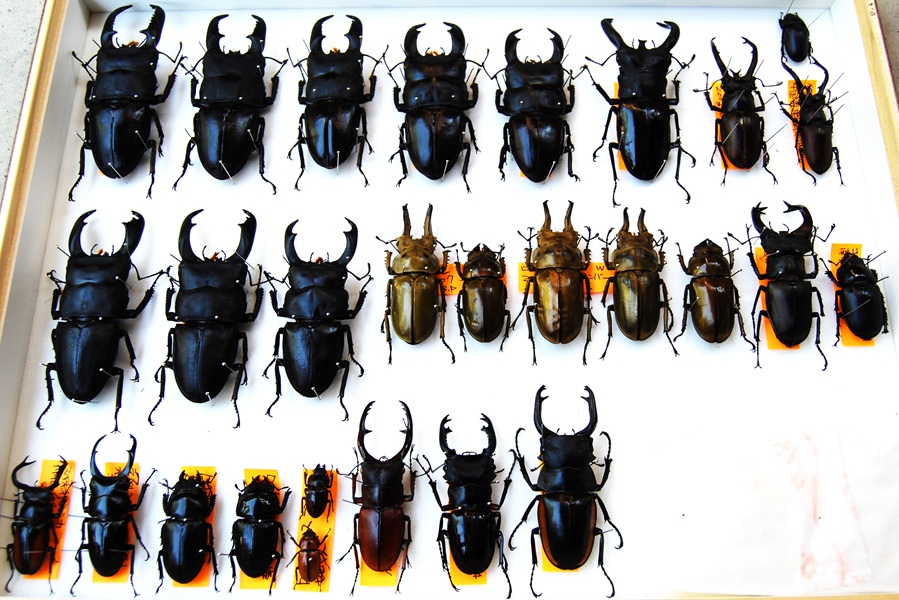 子どもも大人も夢中になる 昆虫標本も作れる昆虫教室(幼小学) 春の新講座 説明会4月11日