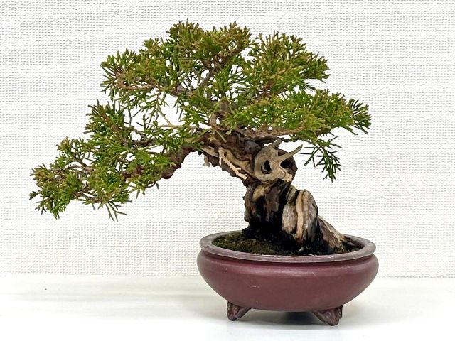 (全5回) ミニ盆栽教室 春号新講座4/23スタート予定