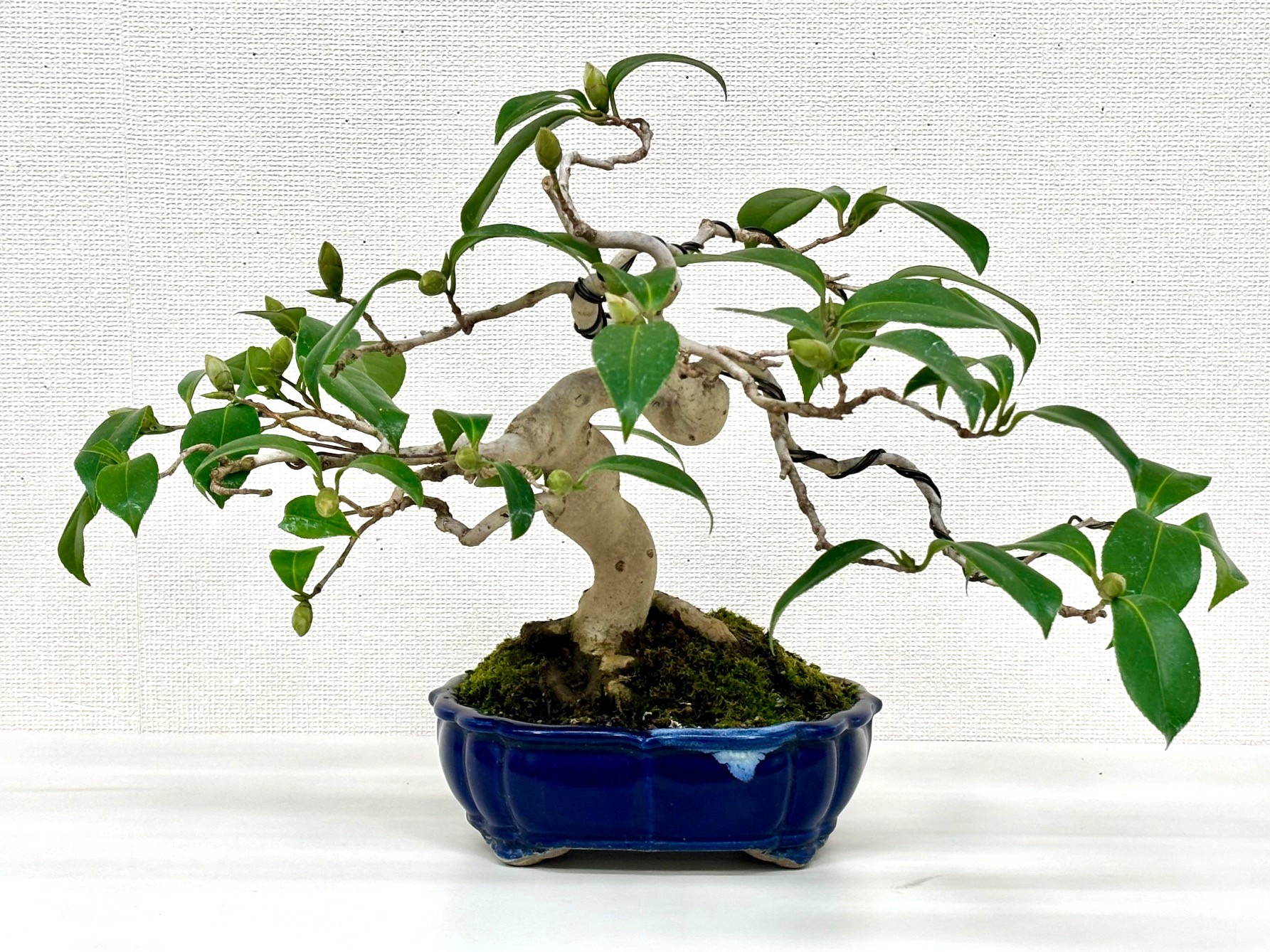 (全5回) ミニ盆栽教室 春号新講座4/23スタート予定