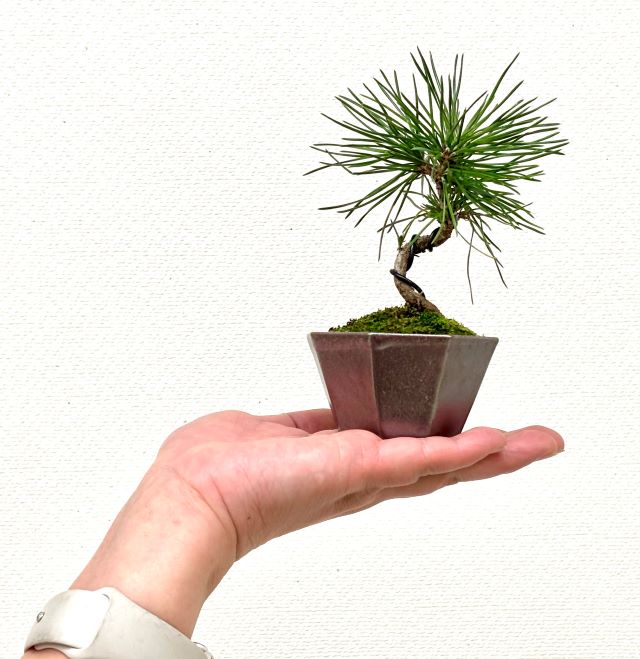 (全5回) ミニ盆栽教室 春号新講座4/23スタート予定