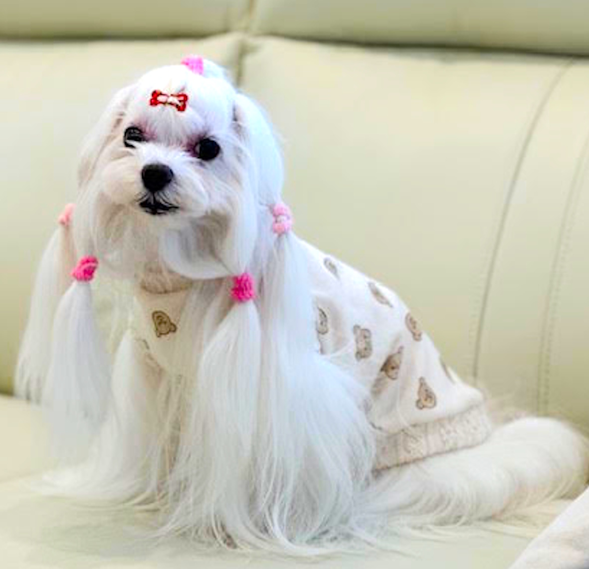 【愛犬の手作り服・昼クラス】 はじめてでもできる!