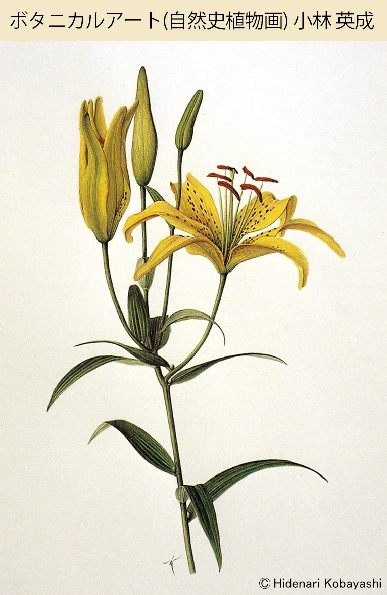 植物を学び、描くことで楽しむ ボタニカルアート 4/14体験