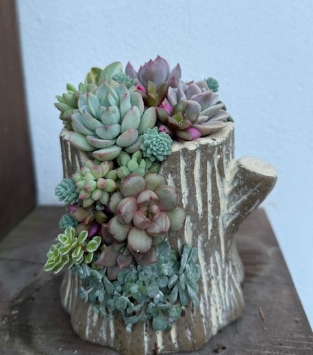 (全3回) 多肉植物の寄せ植えアレンジ 春の新講座:4/20・5/18・6/15