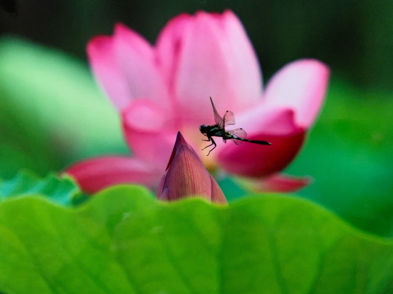カメラ実践教室 夏号新講座 全6回 6/12(金)スタート