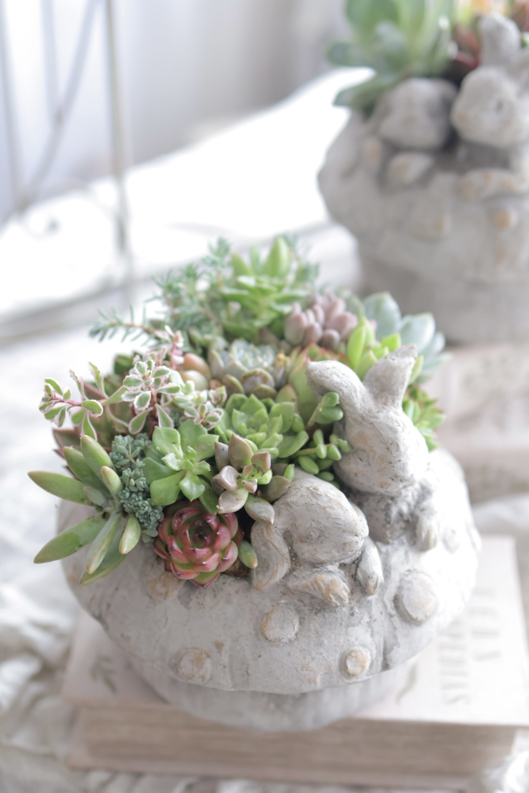 多肉植物の寄せ植え【全3回】 夏の新講座 5/25 6/22 7/27(月)