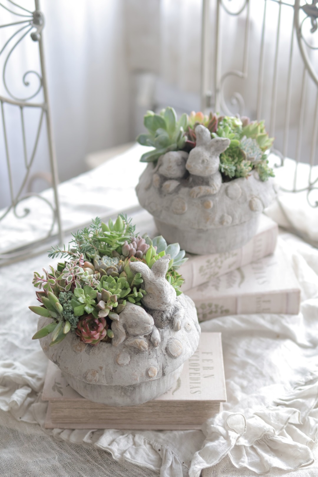 多肉植物の寄せ植え【全3回】 夏の新講座 5/25 6/22 7/27(月)